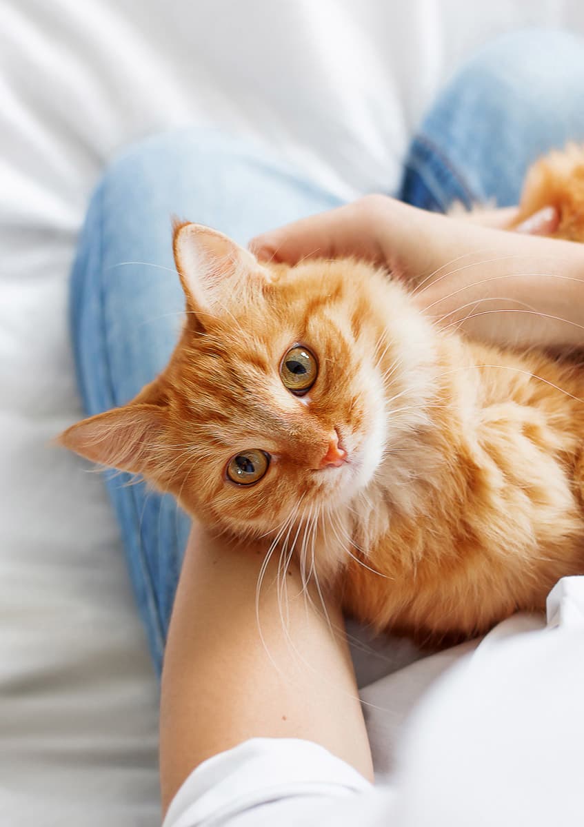 A ginger cat relaxing on its owner's lap at home