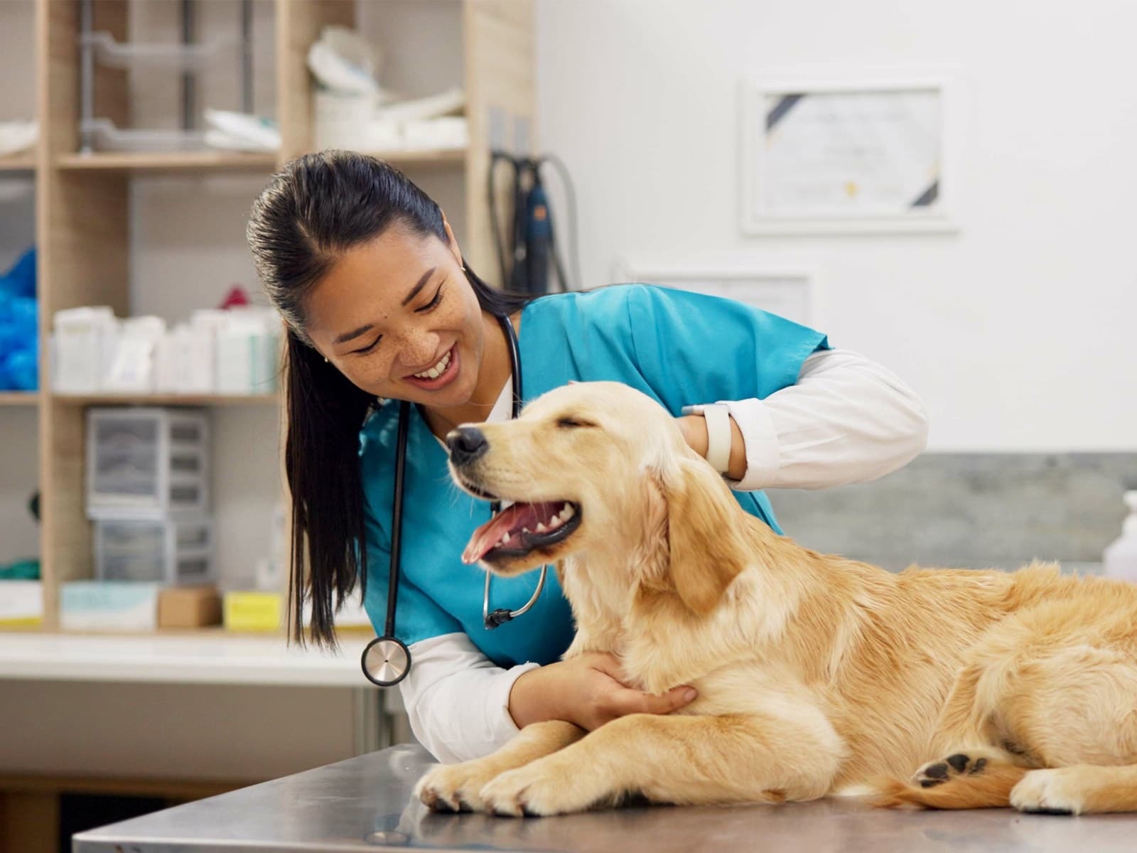 A vet caring for a dog at the practice